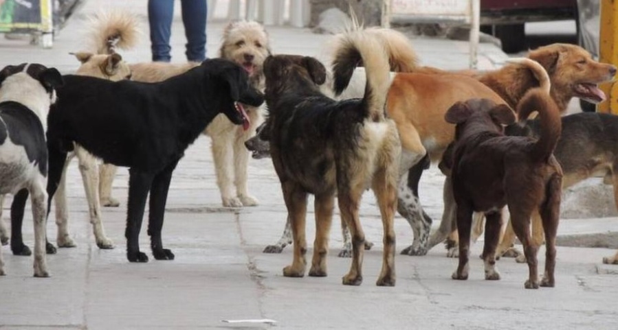 Avanza la campaña de vacunación antirrábica en Villa Castells y Colonia Urquiza