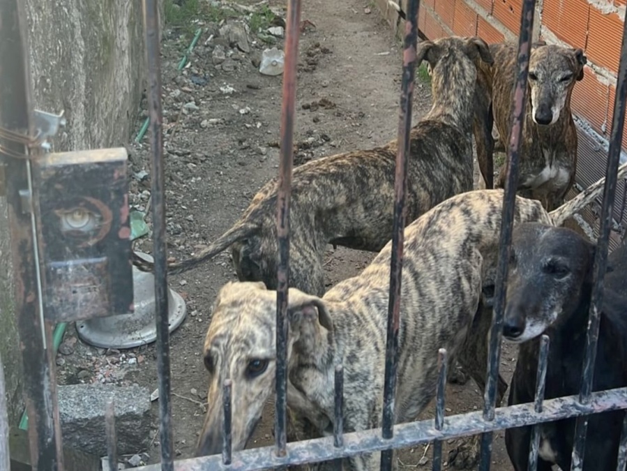 Rescataron a cinco galgos víctimas de maltrato en una casa de La Plata