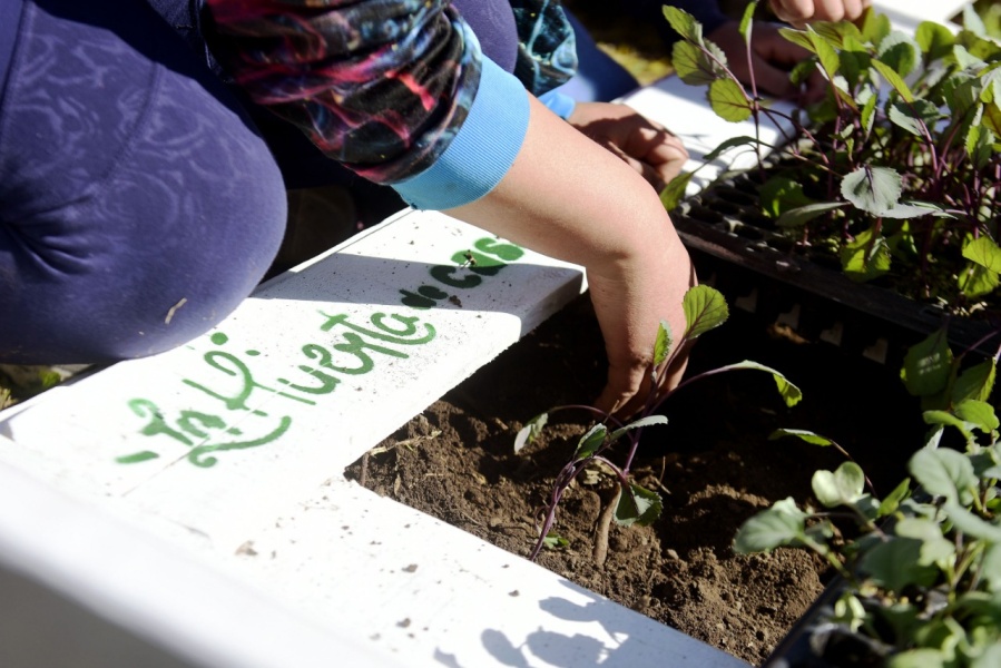 El programa ”Huerta en casa” abarca cada vez más barrios de La Plata