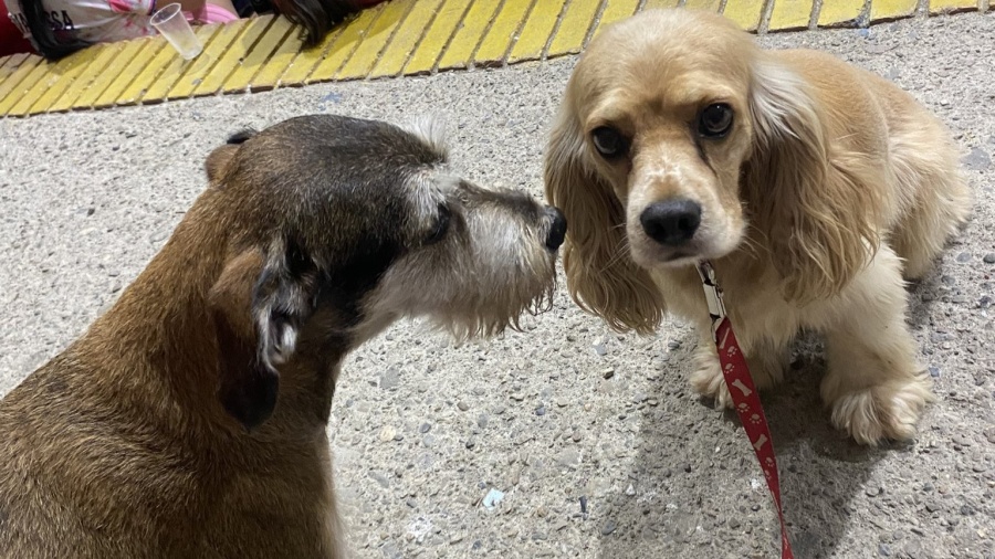 Encontraron a los verdaderos Dama y Vagabundo: ”Son preciosos”