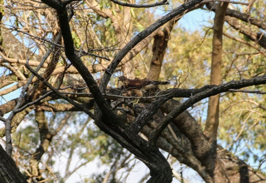 Avance en la recuperación de la fauna silvestre: Liberaron 7 cotorras y 1 gavilán en el Bioparque de La Plata