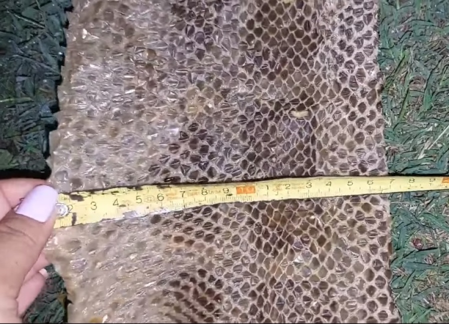 Incógnita en La Plata: apareció la piel de una enorme serpiente y los vecinos quieren saber de qué se trata