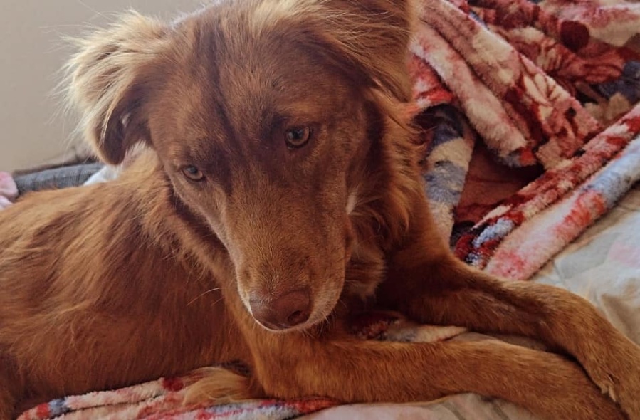 Adoptaron un perro, pero se mudaron y lo devolvieron: ”Me agarró de sorpresa”