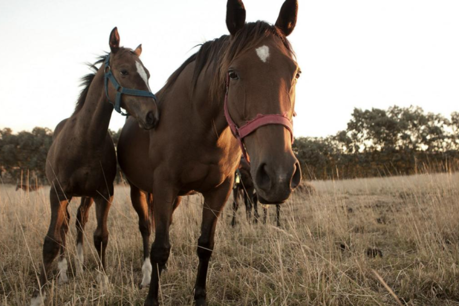 Ampliaron los controles para contener el nuevo brote de encefalomielitis equina