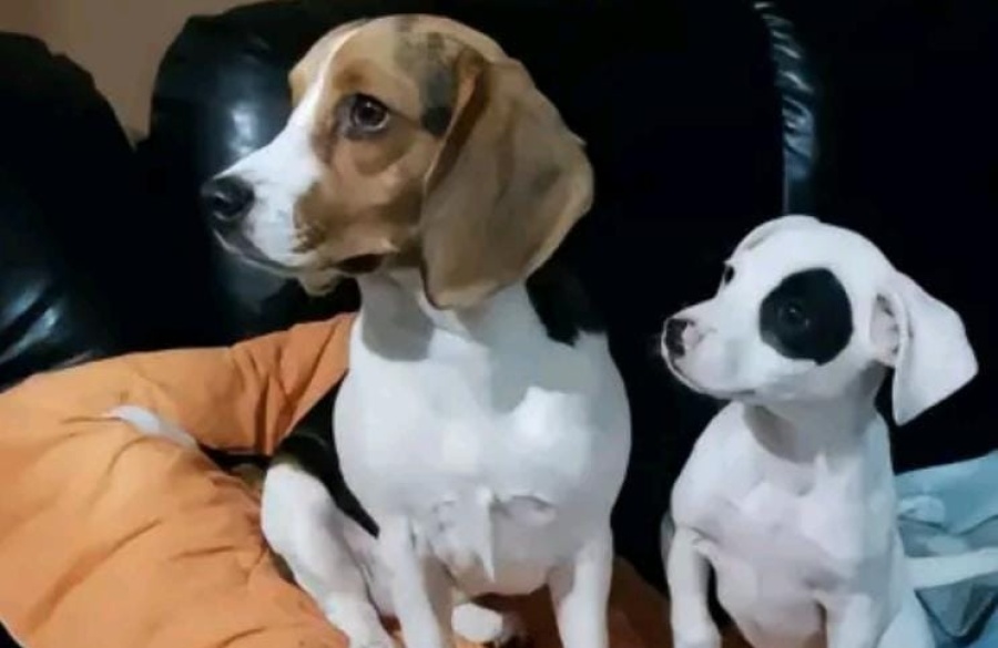 Sus perros fallecieron con días de diferencia y a los pocos meses recibió a dos mascotas idénticas: ”Ellos sí vuelven”