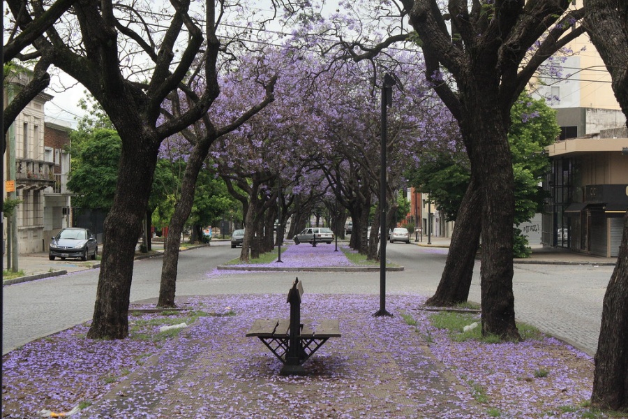 Ella era platense, él, francés, se enamoraron y vivieron una trágica y apasionada historia: ”se casaron sin haberse besado”