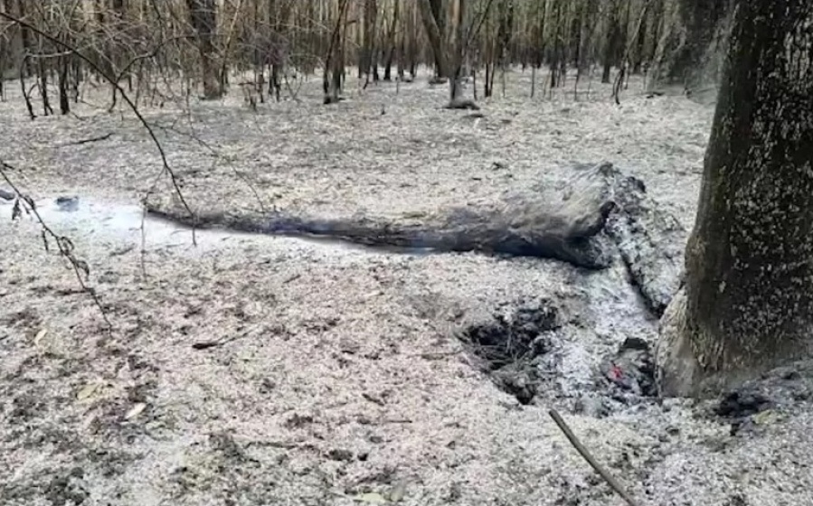 Tras el incendio, así quedó el Parque Pereyra