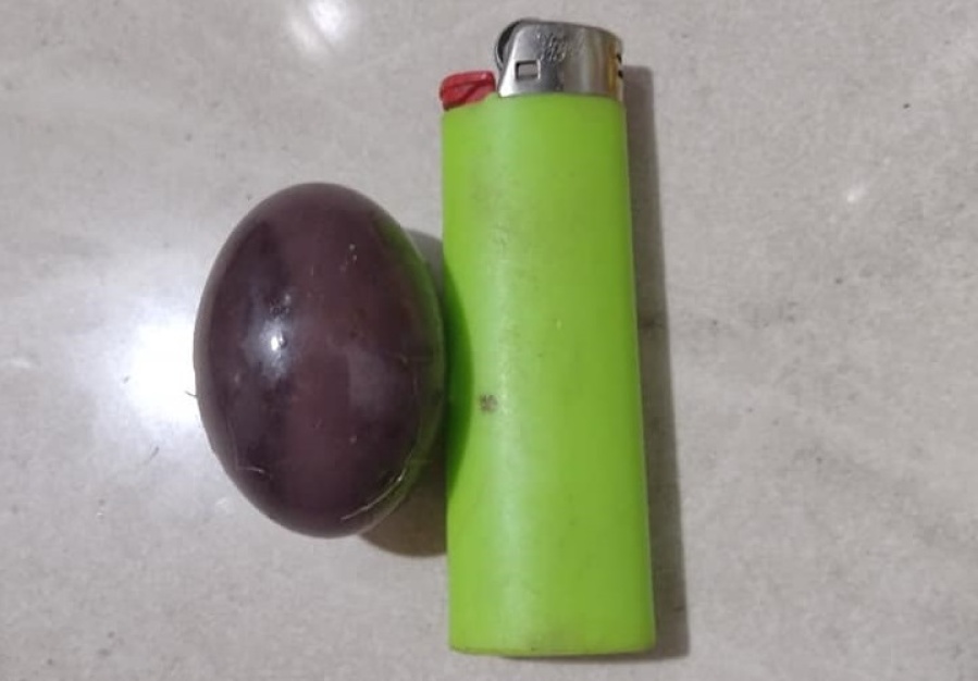 ”Abrilo que trae sorpresa”: Encontró un cascarón al lado de su pileta, quiso saber de qué era y las respuestas la viralizaron