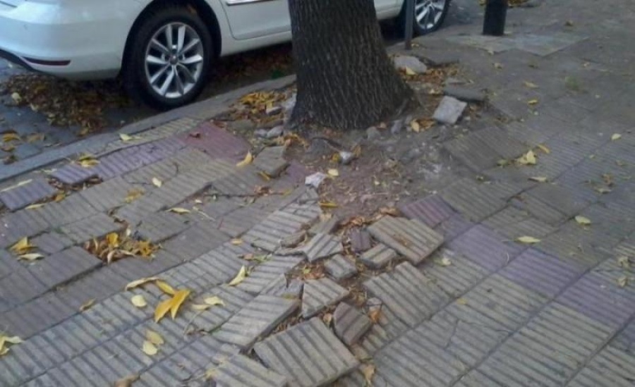 Vecinos de la zona de 14 y 69 reclamaron por los árboles que están rompiendo las veredas ”hace ocho años”