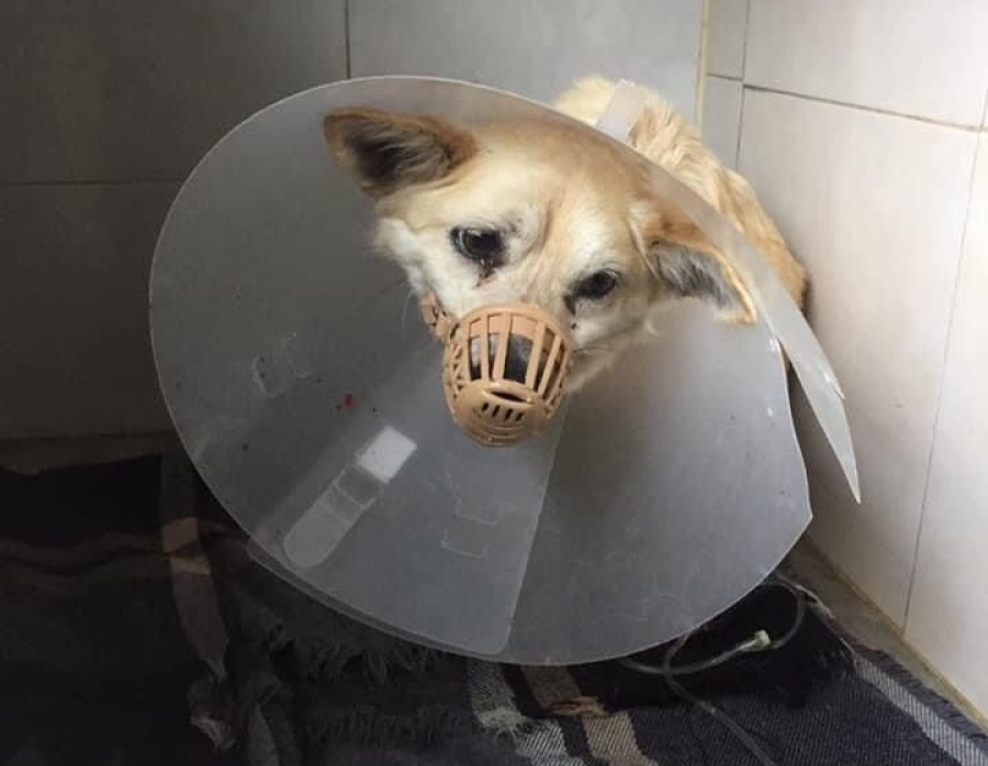 Caramelo, el perrito de Sicardi que se ganó el amor de todos y ahora necesita ayuda urgente