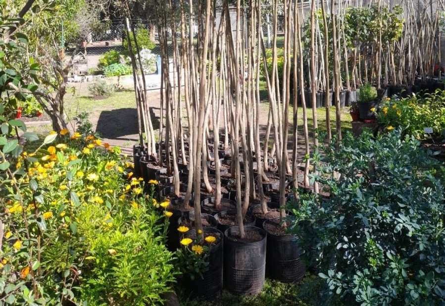 Plantaron 300 árboles de distintas especies en el Paseo del Bosque de La Plata: ”Es una obligación preservarlo y mantenerlo”