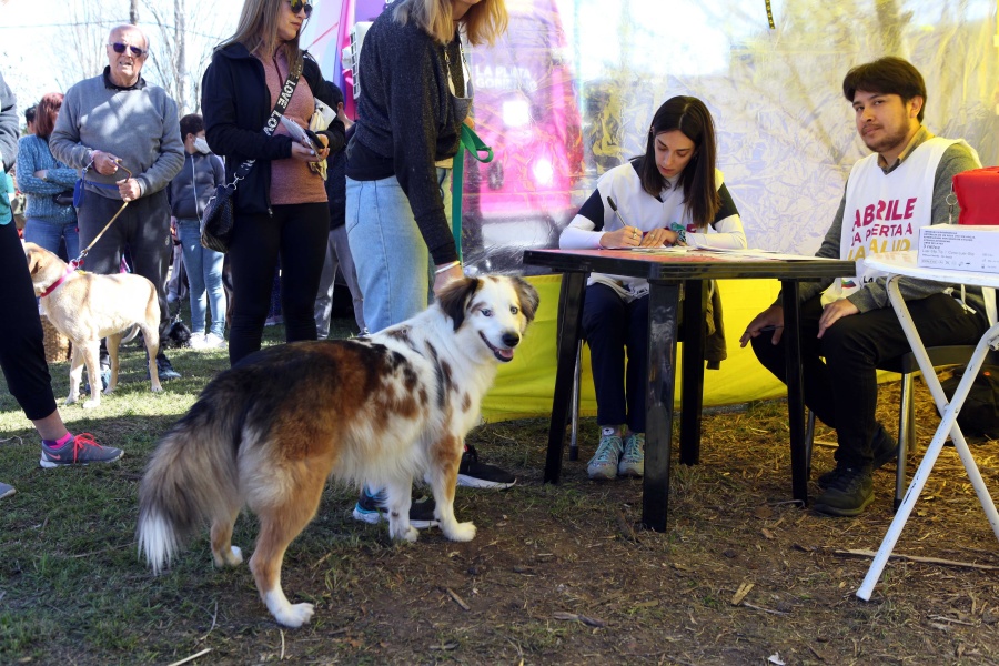 La Municipalidad de La Plata informó a qué barrios llegará esta semana la vacunación veterinaria gratuita