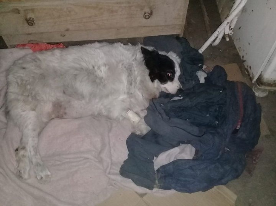 Una perrita platense necesita un andador para poder caminar con sus patas traseras