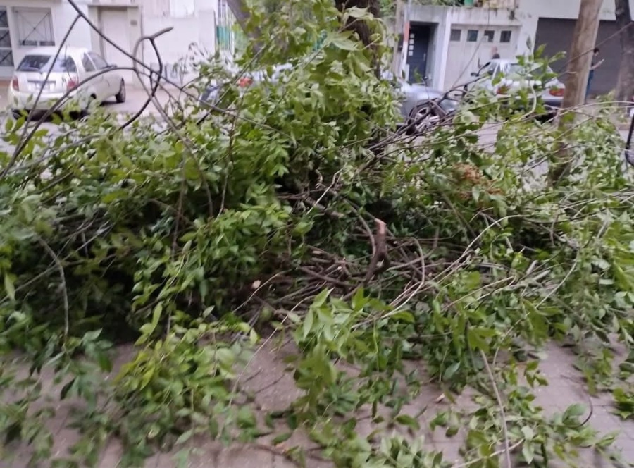 Vecinos de 40 entre 13 y 14 reclaman por la tala fuera de época y la suciedad en la calle