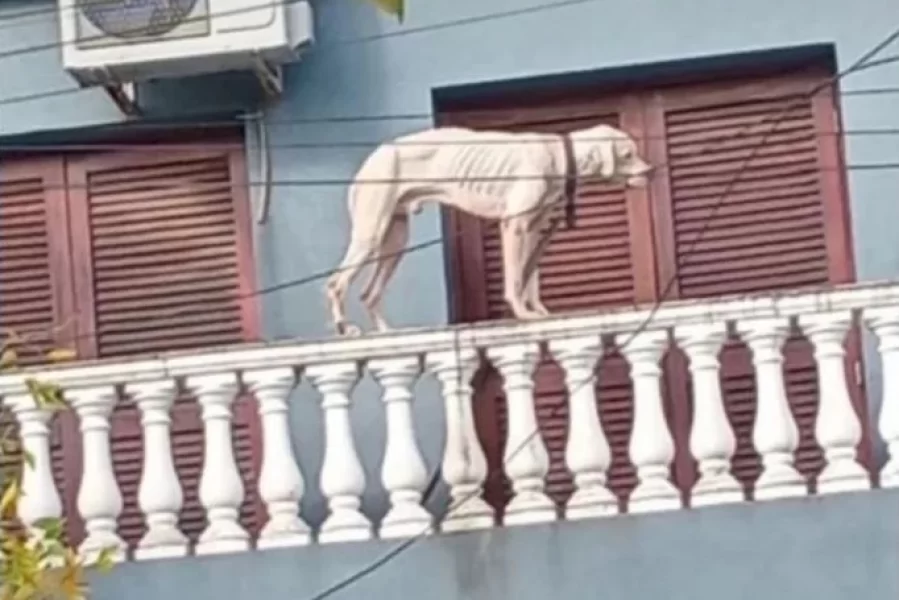 135711_perro-encenrrado