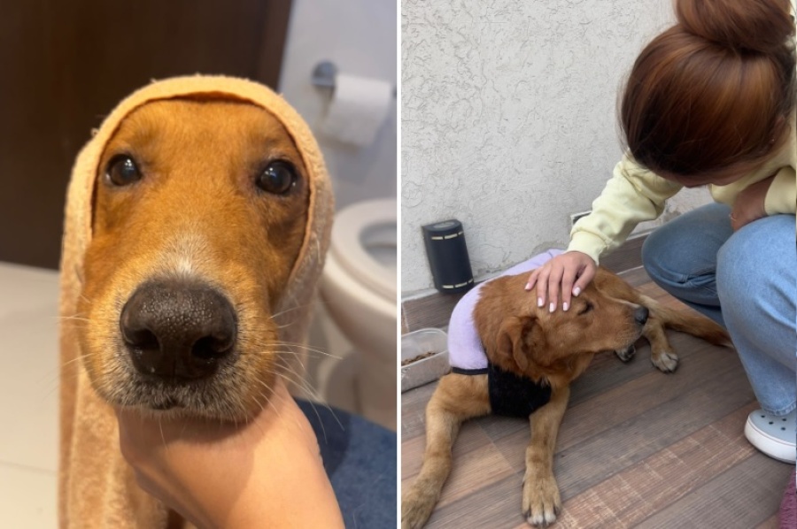 Fue golpeado en pleno centro de La Plata y una chica lo vio atado cuando iba al supermercado: ”Tembló durante un día entero”