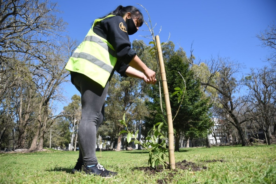 Por el plan de forestación, ya plantaron 3 mil árboles en La Plata durante este año
