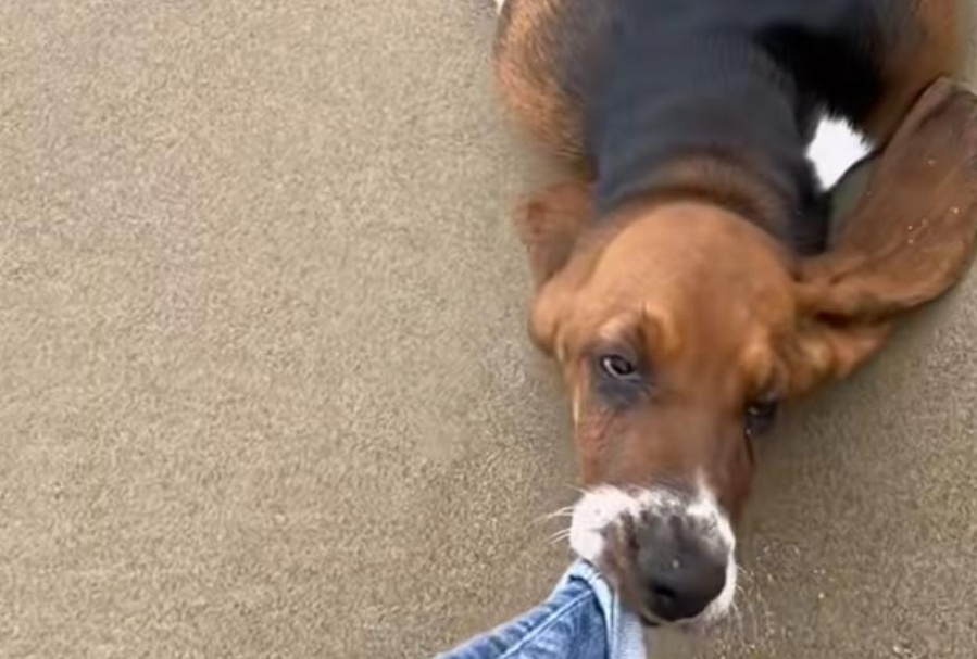 Fueron a la playa y su perrito disfrutó del paseo de una forma bastante peculiar y divertida