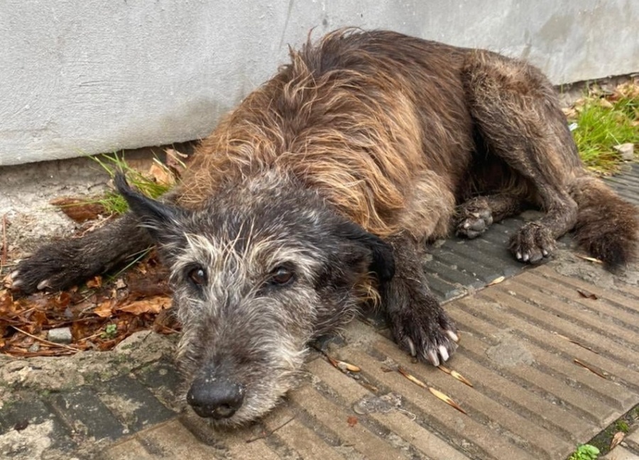 Un perrito abandonado no puede caminar y necesita cuidados urgente