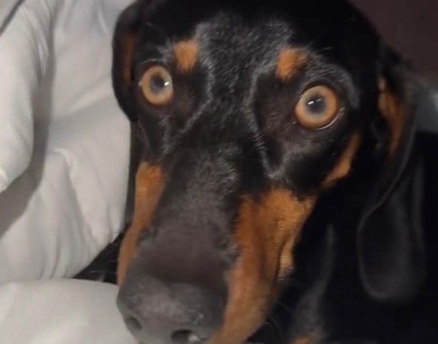 ”No se quien te dijo que sos un gato pero no lo sos”: en medio de la desesperación y el asombro su dueña no podía creer