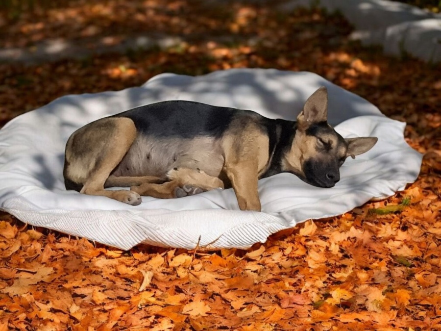 Rescatistas realizaron una jornada de adopción de animales en La Plata