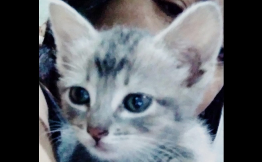 Llevó a su gato a que lo viera un veterinario en La Plata, no lo quisieron atender y murió