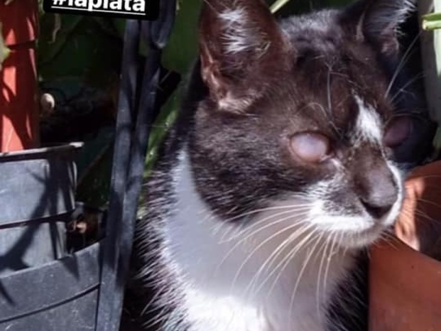 Buscan con desesperación a una gatita ciega en La Plata