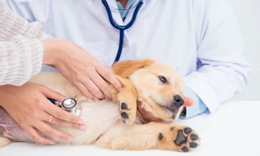 Reprogramaron una jornada de vacunación veterinaria en San Carlos