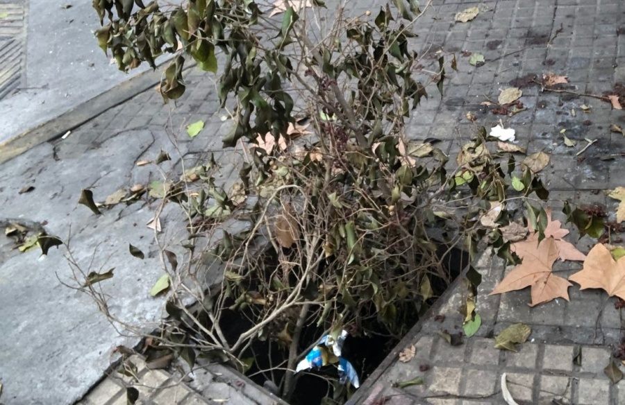 Frentistas de la zona de 12 y 46 reclaman por un pozo que está cubierto de ramas: ”Es un peligro”