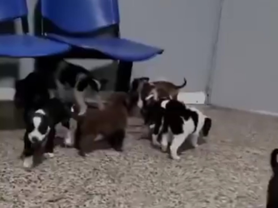 Once cachorros rescatados en La Plata buscan familia: están en adopción en una comisaría de Los Hornos