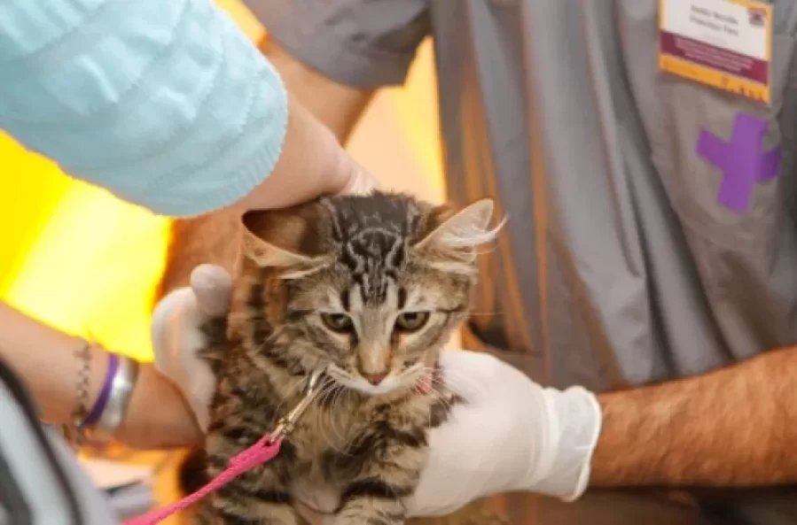 Los móviles de atención veterinaria estarán en distintos barrios de La Plata esta semana