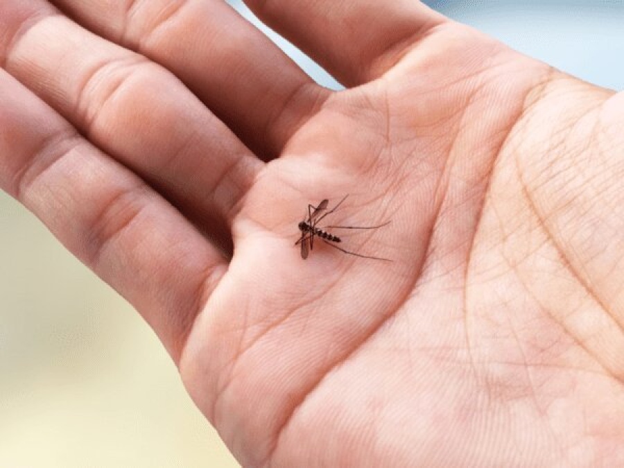 Histórico brote de dengue en el país: ya son 280 los fallecidos y hubieron más de 396 mil casos