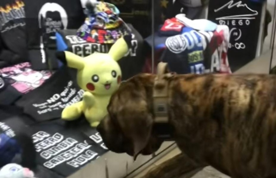 ”Era el Pikachu o una vidriera nueva”: un perro se volvió popular por pedir que le compren sus peluches favoritos