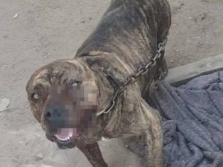 Un joven de 19 años fue atacado por un pitbull en La Plata y perdió parte de un dedo