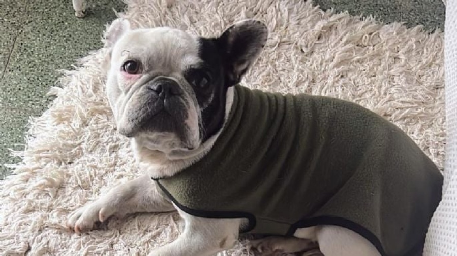 Desvalijaron una casa en Villa Carlos Paz: se llevaron hasta a la perra