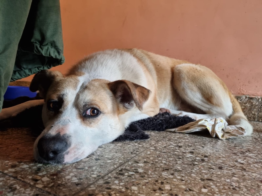 La tierna historia de Juan, el callejero que quedó abandonado y ahora busca una familia