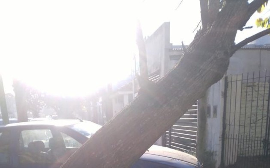 Vecinos de Tolosa reclaman por un árbol que está ”a punto de caerse”