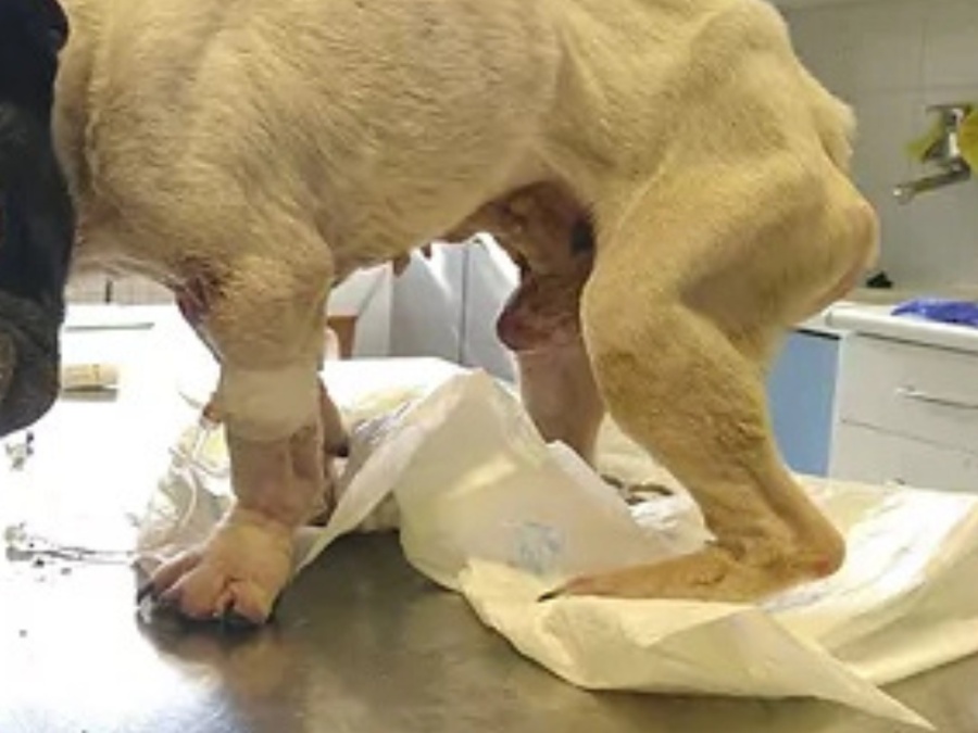 Maltrato animal: Allanaron una vivienda de La Plata y encontraron el cuerpo sin vida de un bulldog francés por inanición