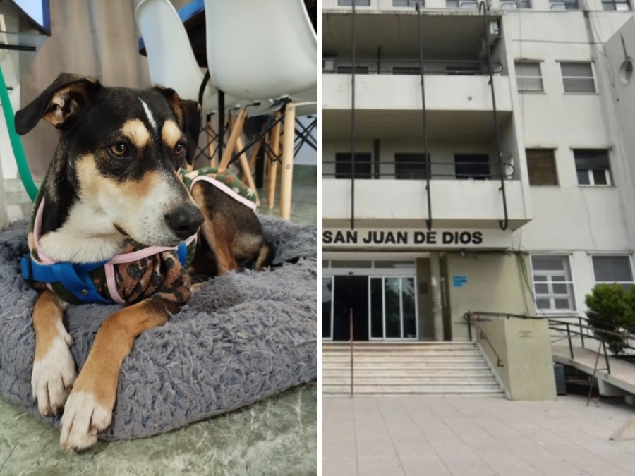 Lo cuidan entre todos, duerme en el San Juan de Dios y busca hogar: “Nosotros decimos que es el guardia del hospital”