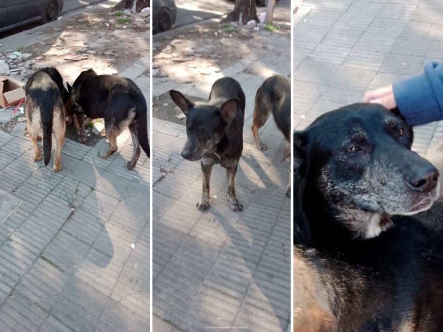 Emocionante: Una platense encontró a su perro después de 3 años porque publicaron su foto en un grupo de mascotas perdidas