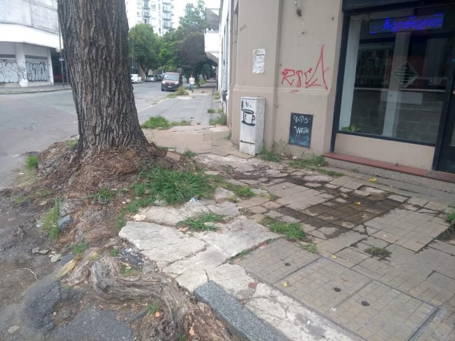Por las raíces de un árbol, se rompieron las cañerías en el centro de La Plata