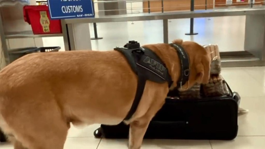 Intentó entrar al país más de cuatro mil habanos y ahora podría ser multado por una cifra millonaria