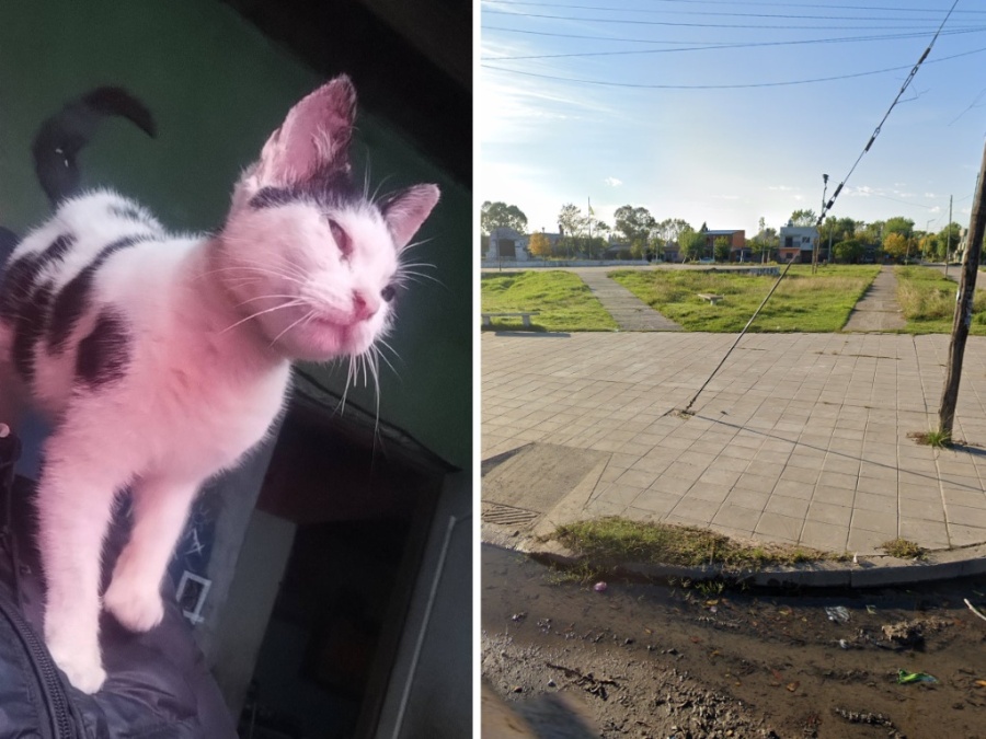 “Hasta ahora no sabemos nada de Vaquita”: parece de meses, está en tratamiento y lo buscan desesperadamente hace 15 días