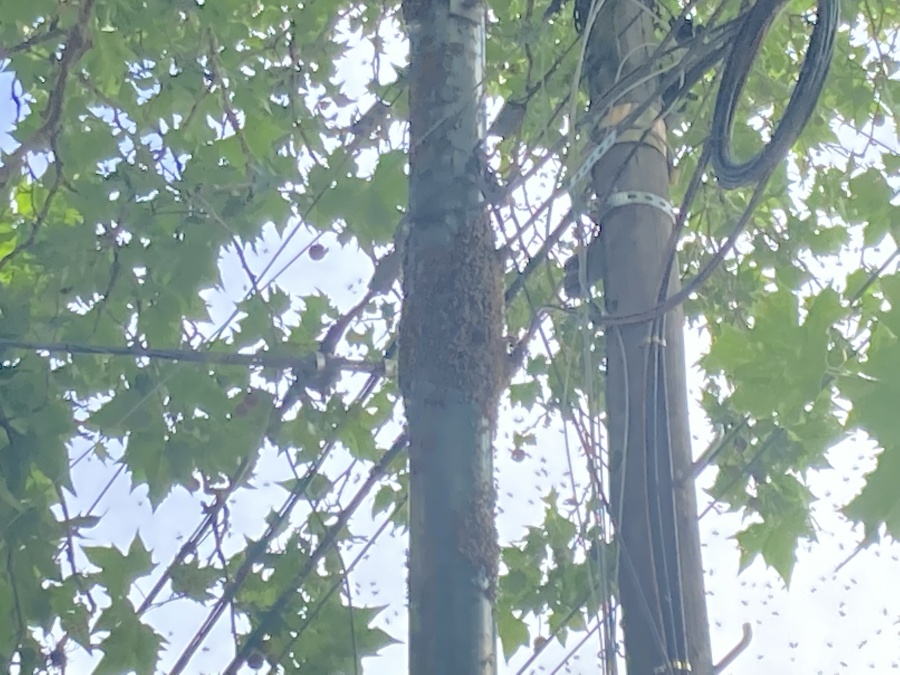 Un enjambre de abejas asusta a los vecinos de La Plata: ”Esto ya pasó y puede terminar muy mal”