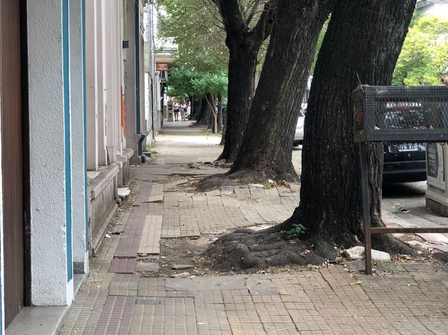 En 14 entre 45 y 46 alertan por rotura de vereda debido a raíces de árbol