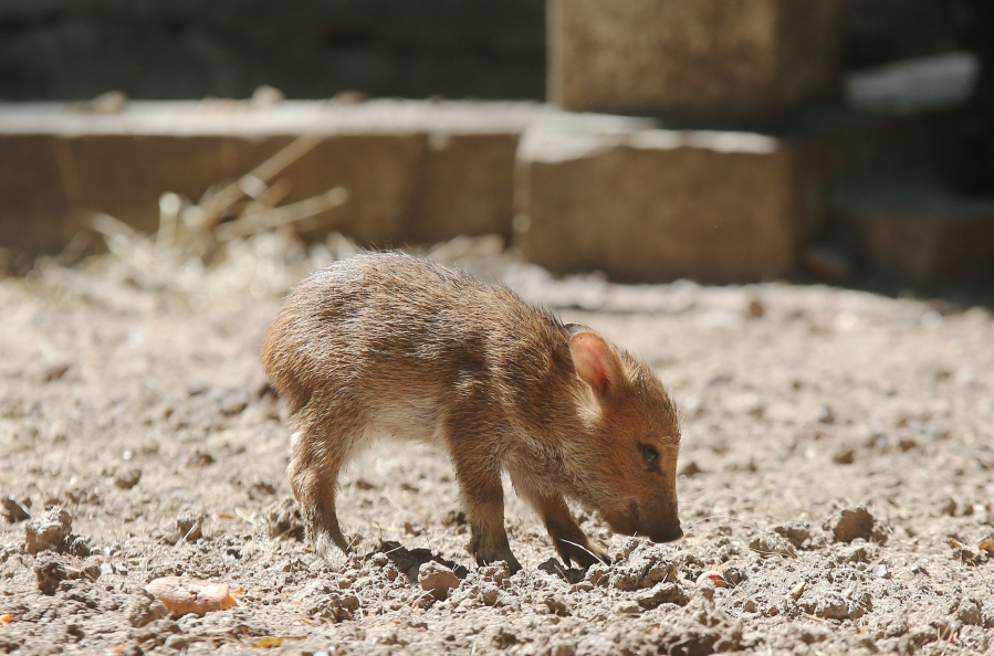 Nacieron tres ejemplares de pecarí de collar en el Bioparque de La Plata: ”Contrarrestan la pérdida de la biodiversidad”
