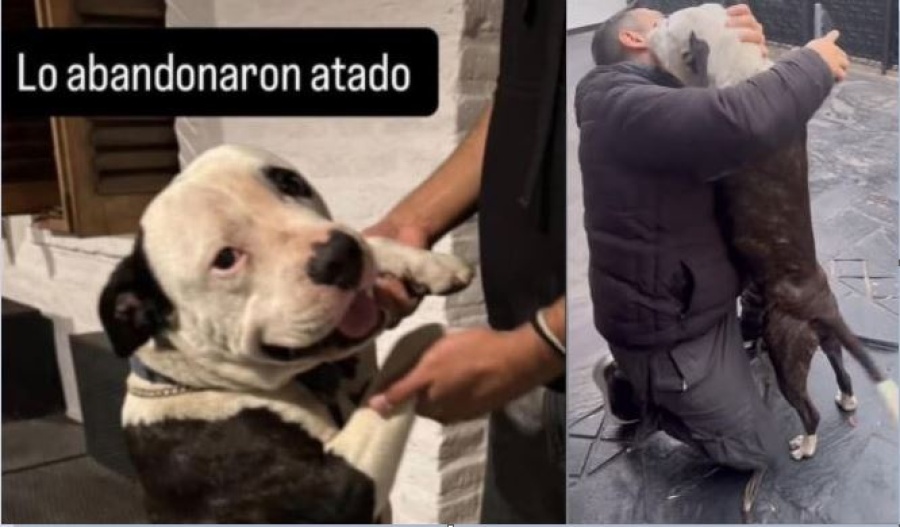 Le robaron a ”Oso” en La Plata cuando era cachorro, lo buscó desesperadamente durante 3 años y finalmente lo encontró