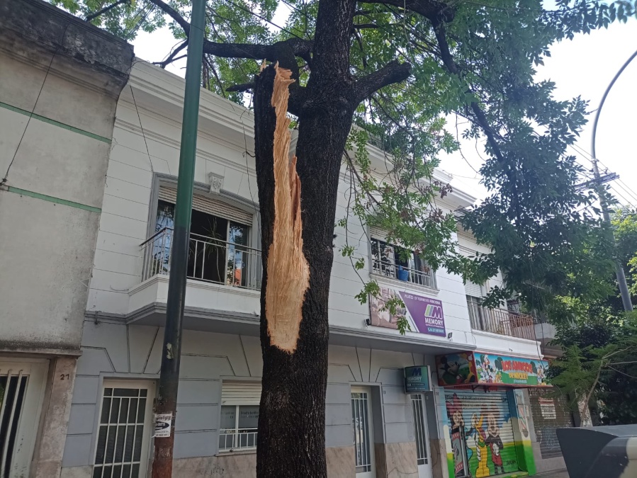 Se cayó un árbol en la zona de Plaza Paso y de milagros no hubo que lamentar heridos