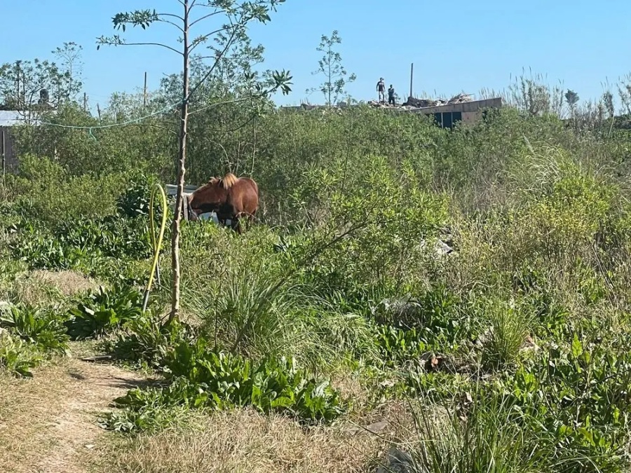 Grave accidente en Altos de San Lorenzo: Un niño de 11 años fue pateado por un caballo y permanece internado