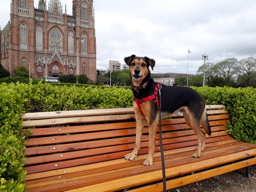 ”Así lo festejamos”: Pasean perros por La Plata, les sacaron fotos y las imágenes se volvieron virales